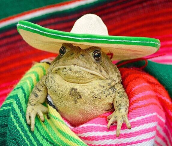 Frog with a sombrero
